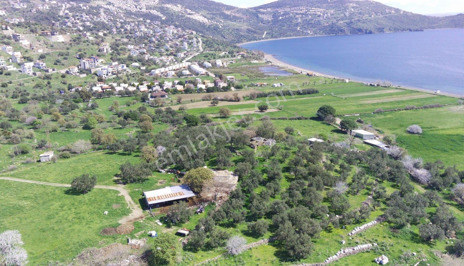 Denizköy'de Denize Yakın Konumda Yatırımlık Zeytinli Tarla - Görsel 8