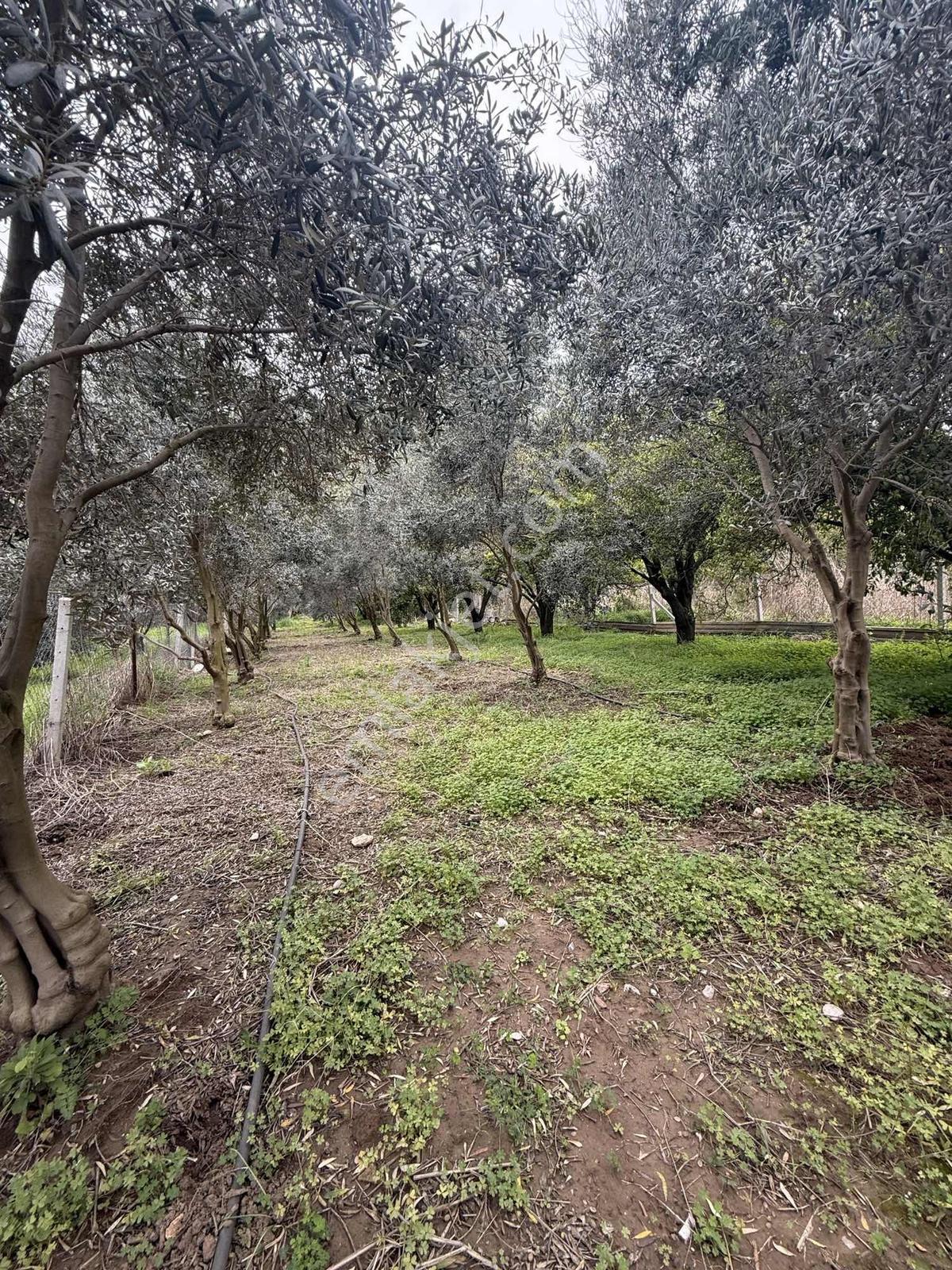 Acil Fiyat! Konyaaltı Aşağıkaramanda Satılık Portakal Bahçesi
