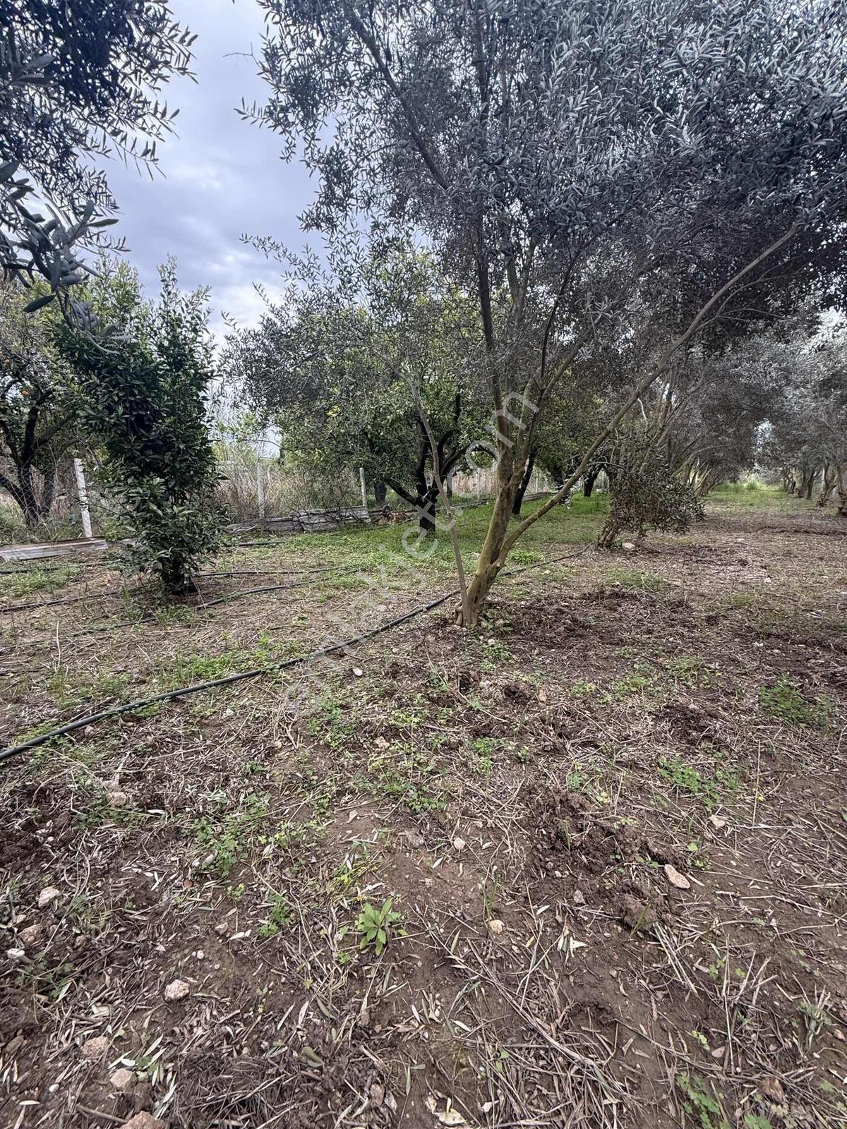 Acil Fiyat! Konyaaltı Aşağıkaramanda Satılık Portakal Bahçesi - Görsel 18