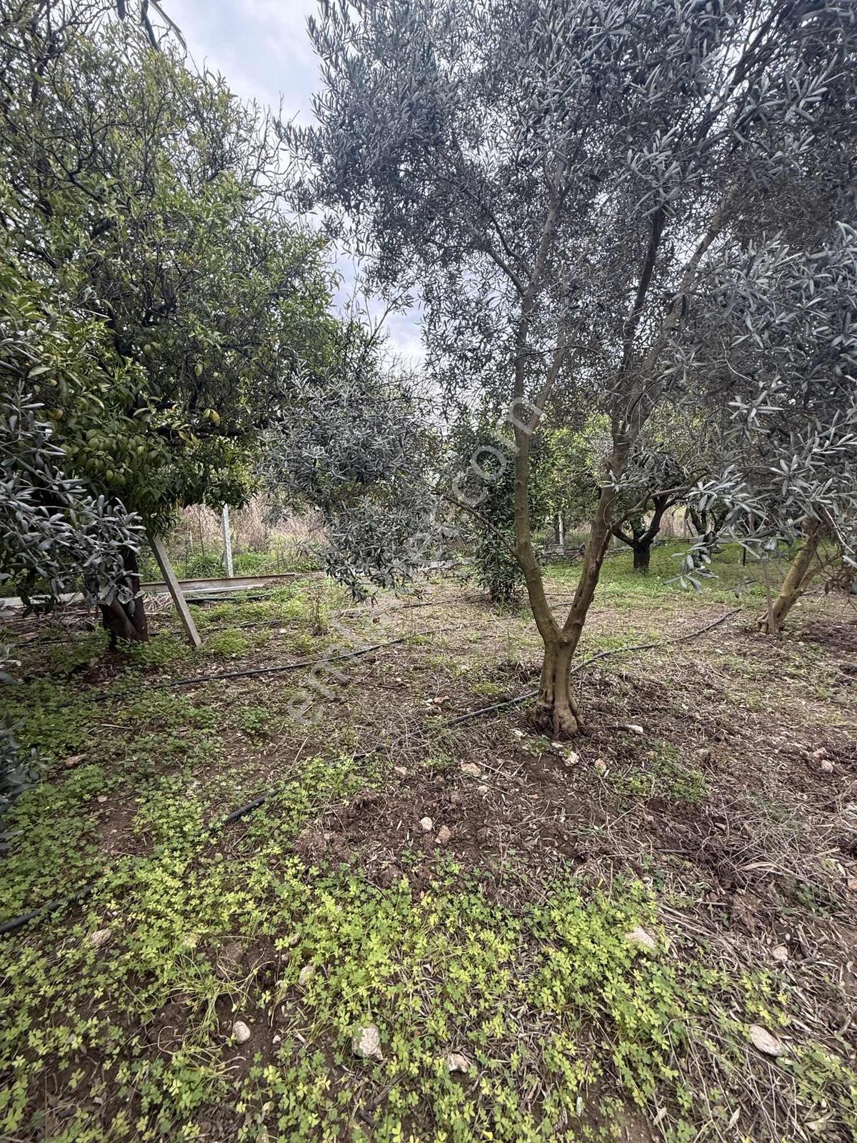 Acil Fiyat! Konyaaltı Aşağıkaramanda Satılık Portakal Bahçesi - Görsel 21