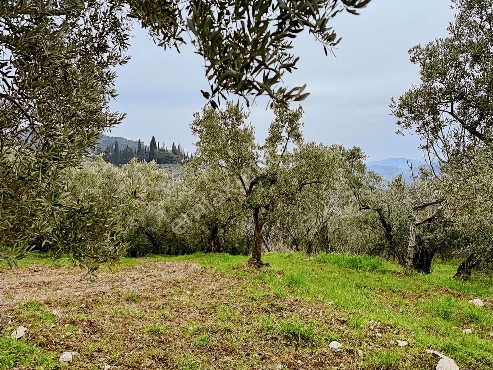 Mudanya Işıklı Mahallesinde Hobi Bahçesine Uygun Satılık Arazi - Görsel 21