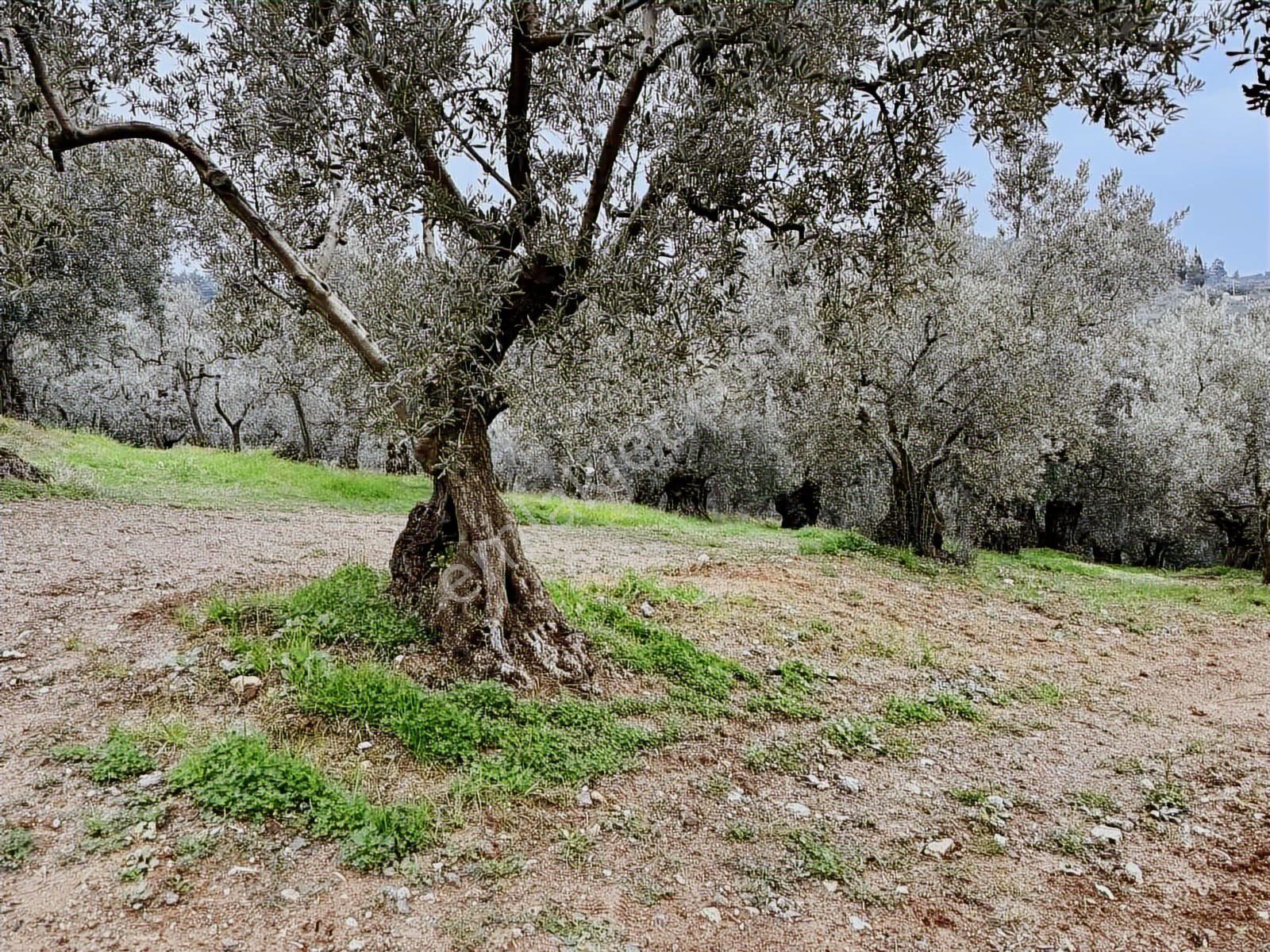 Mudanya Işıklı Mahallesinde Hobi Bahçesine Uygun Satılık Arazi - Görsel 19