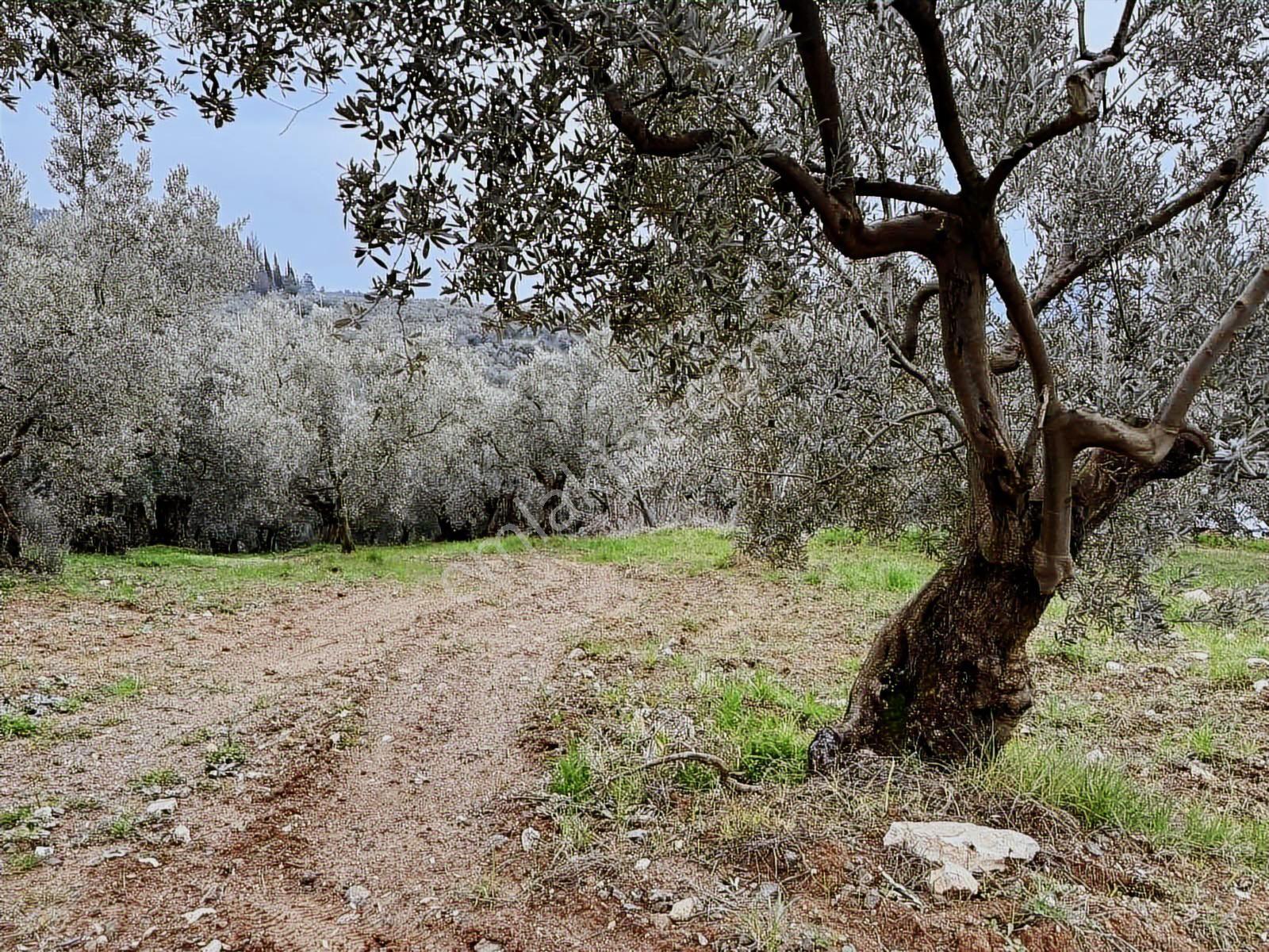 Mudanya Işıklı Mahallesinde Hobi Bahçesine Uygun Satılık Arazi - Görsel 12