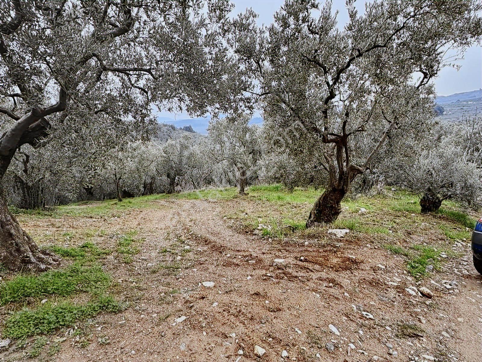 Mudanya Işıklı Mahallesinde Hobi Bahçesine Uygun Satılık Arazi
