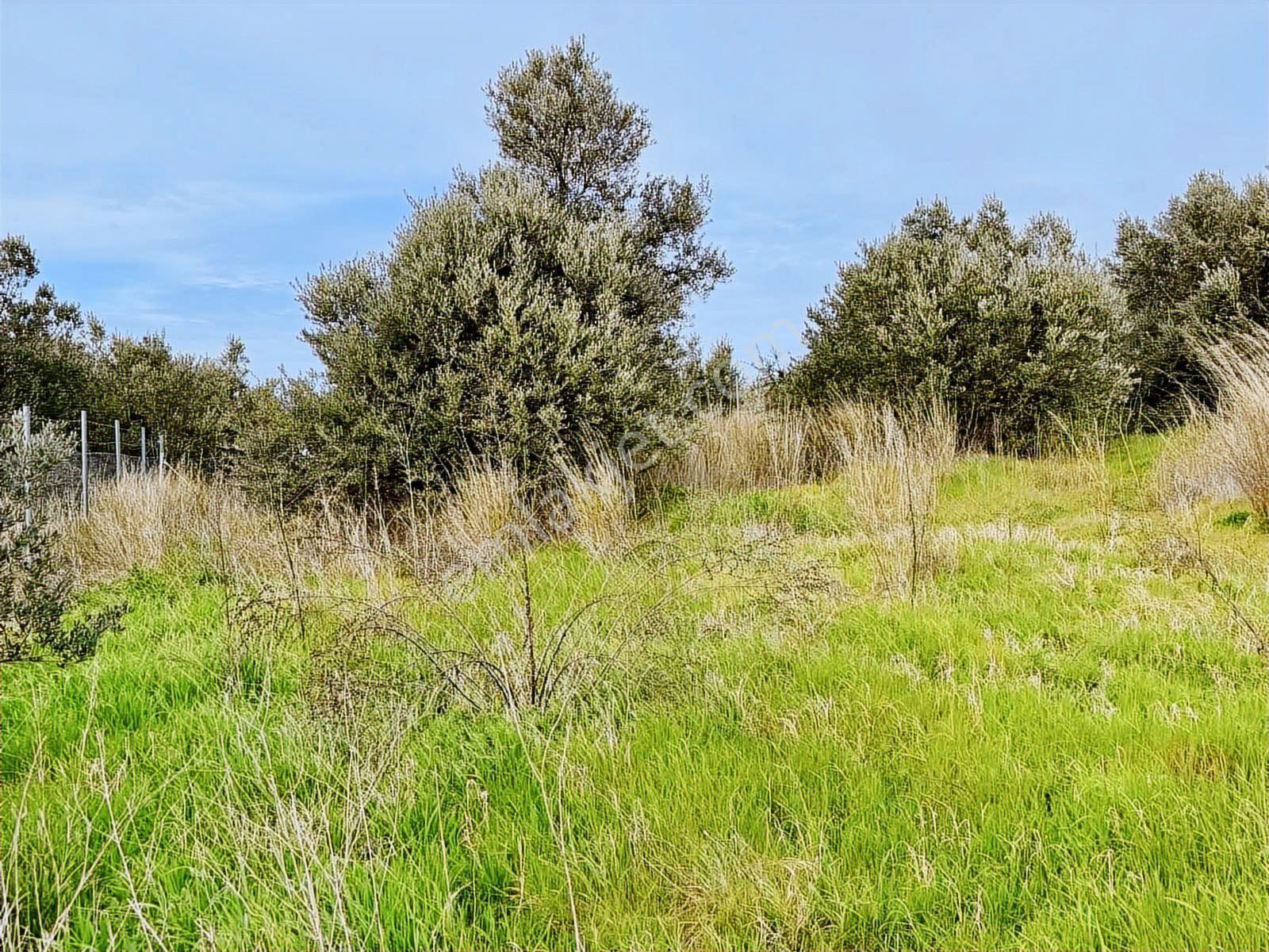 Mudanya Yalıçiftlik Merkezde 1100m2 Satılık Köy İçi Arsa - Görsel 19