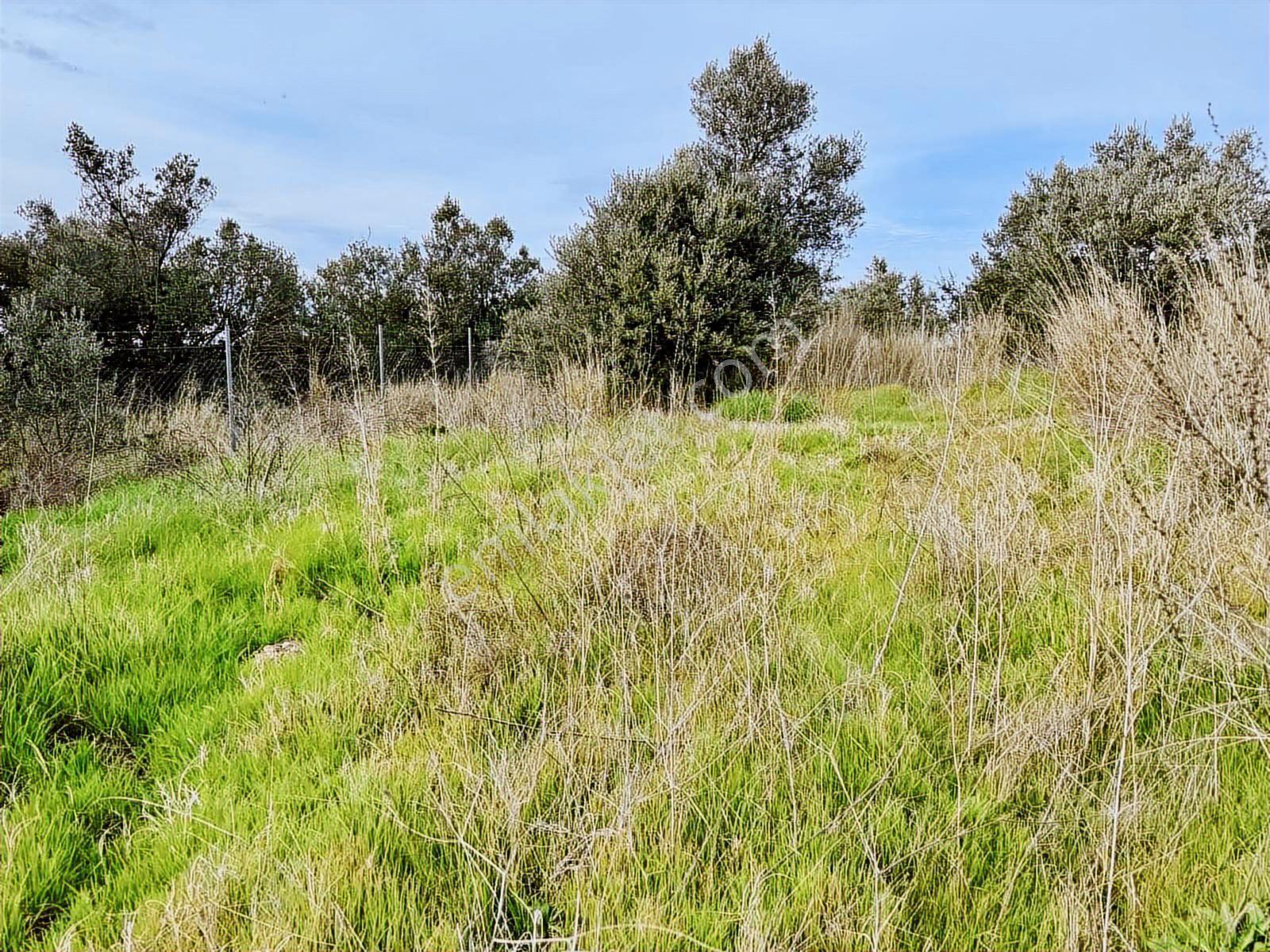 Mudanya Yalıçiftlik Merkezde 1100m2 Satılık Köy İçi Arsa - Görsel 14