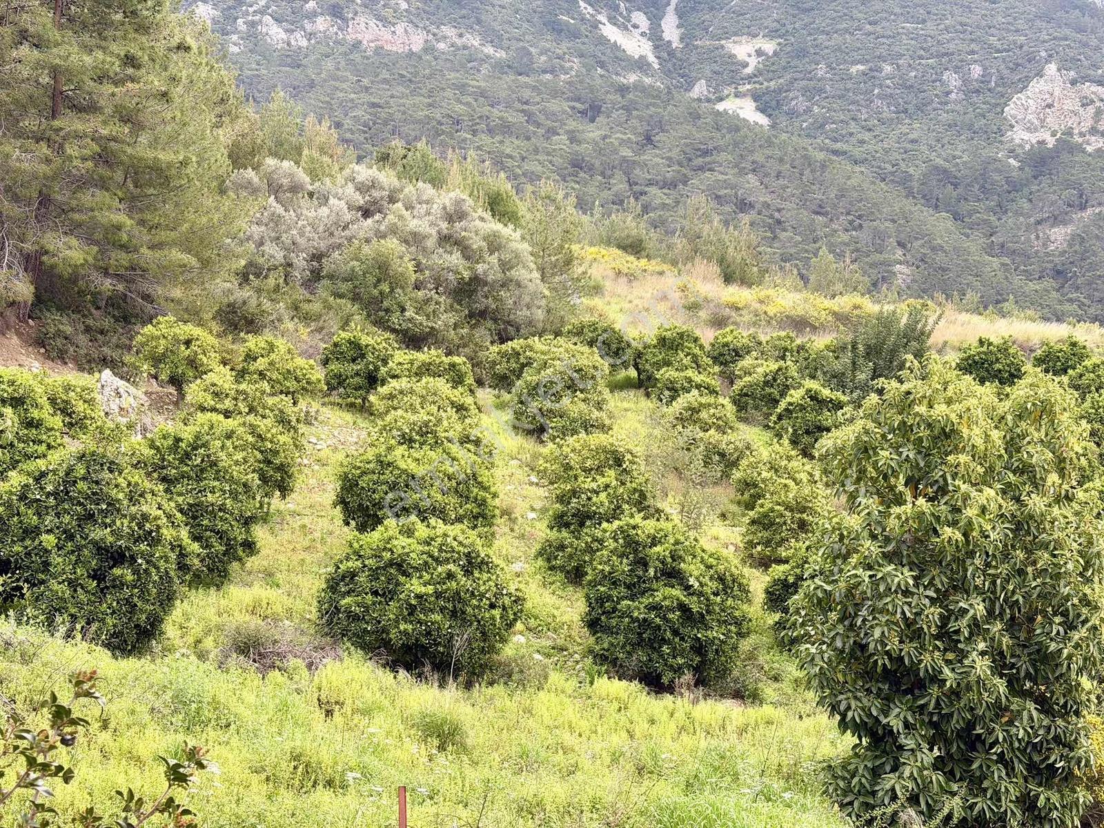 Karaözde Full Deniz Manzaralı 13.410 M² Satılık Arsa - Görsel 16