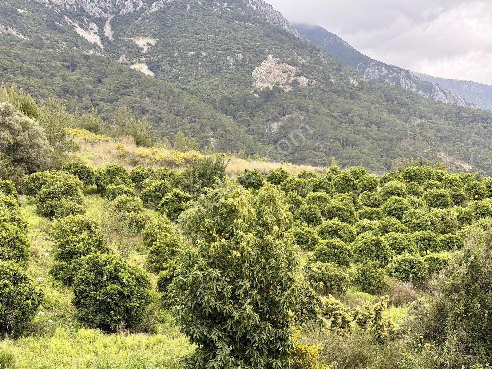 Karaözde Full Deniz Manzaralı 13.410 M² Satılık Arsa - Görsel 17