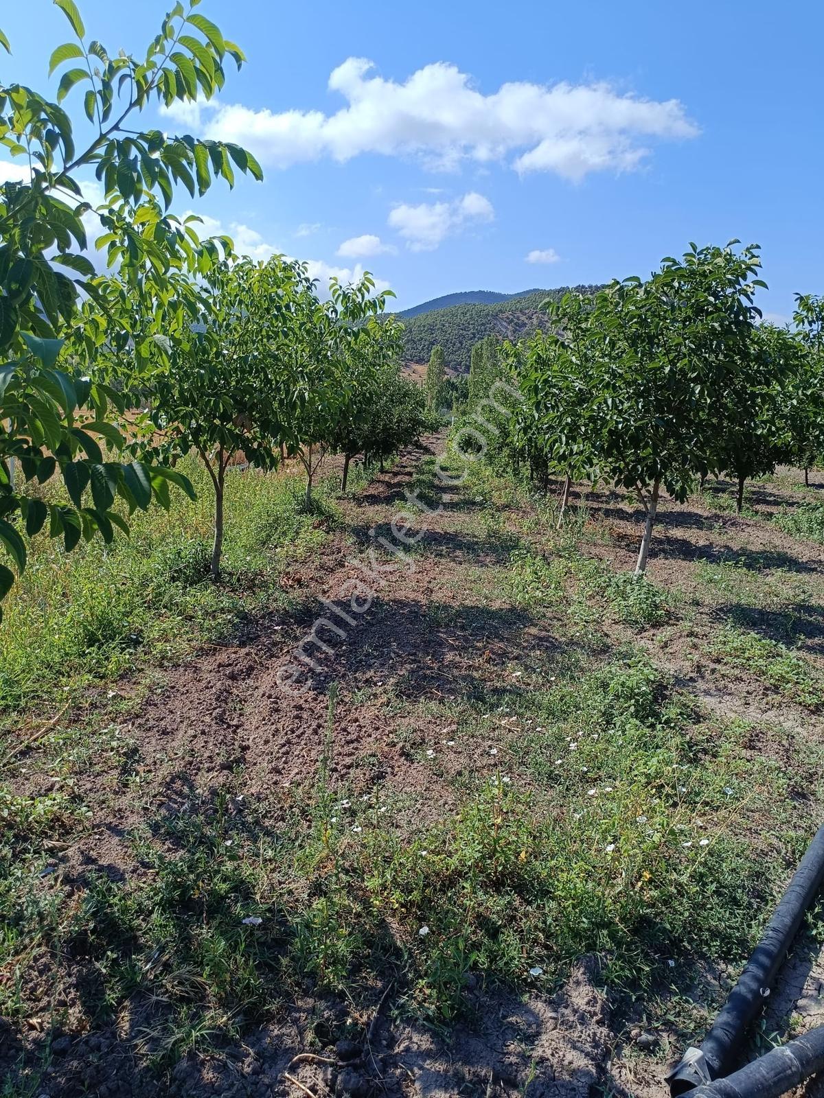 Özpınar.dan İki Cephesi Yol Hazır Sulu Bahçe Konteynerli 3012 M2 - Görsel 14