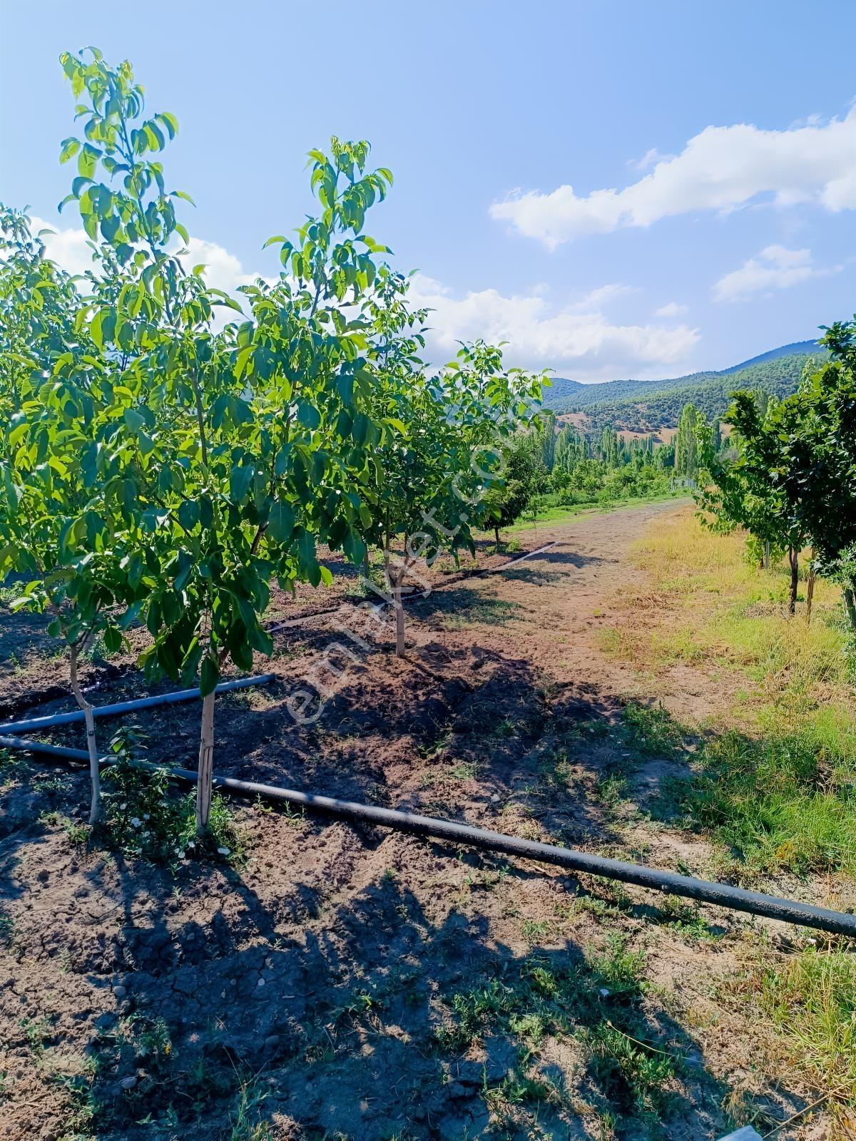 Özpınar.dan İki Cephesi Yol Hazır Sulu Bahçe Konteynerli 3012 M2 - Görsel 33