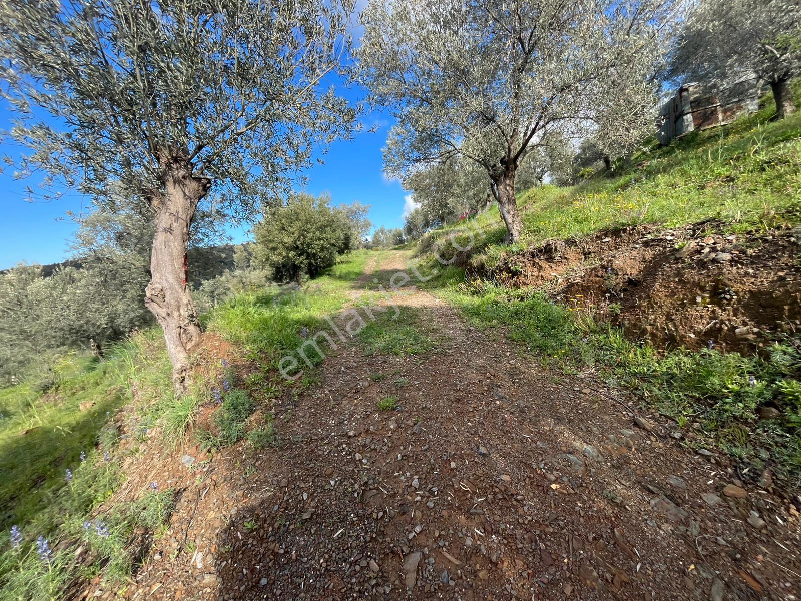 Seferihisar Gödence Satılık 7975 M2 Yatırımlık Bedava Tarla - Görsel 5