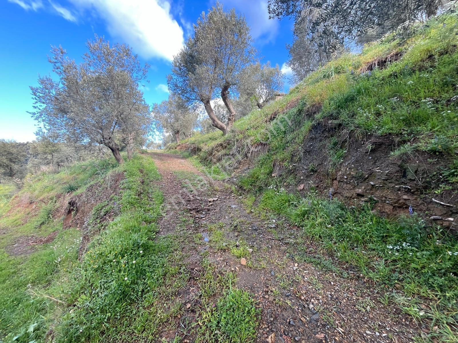 Seferihisar Gödence Satılık 7975 M2 Yatırımlık Bedava Tarla - Görsel 7
