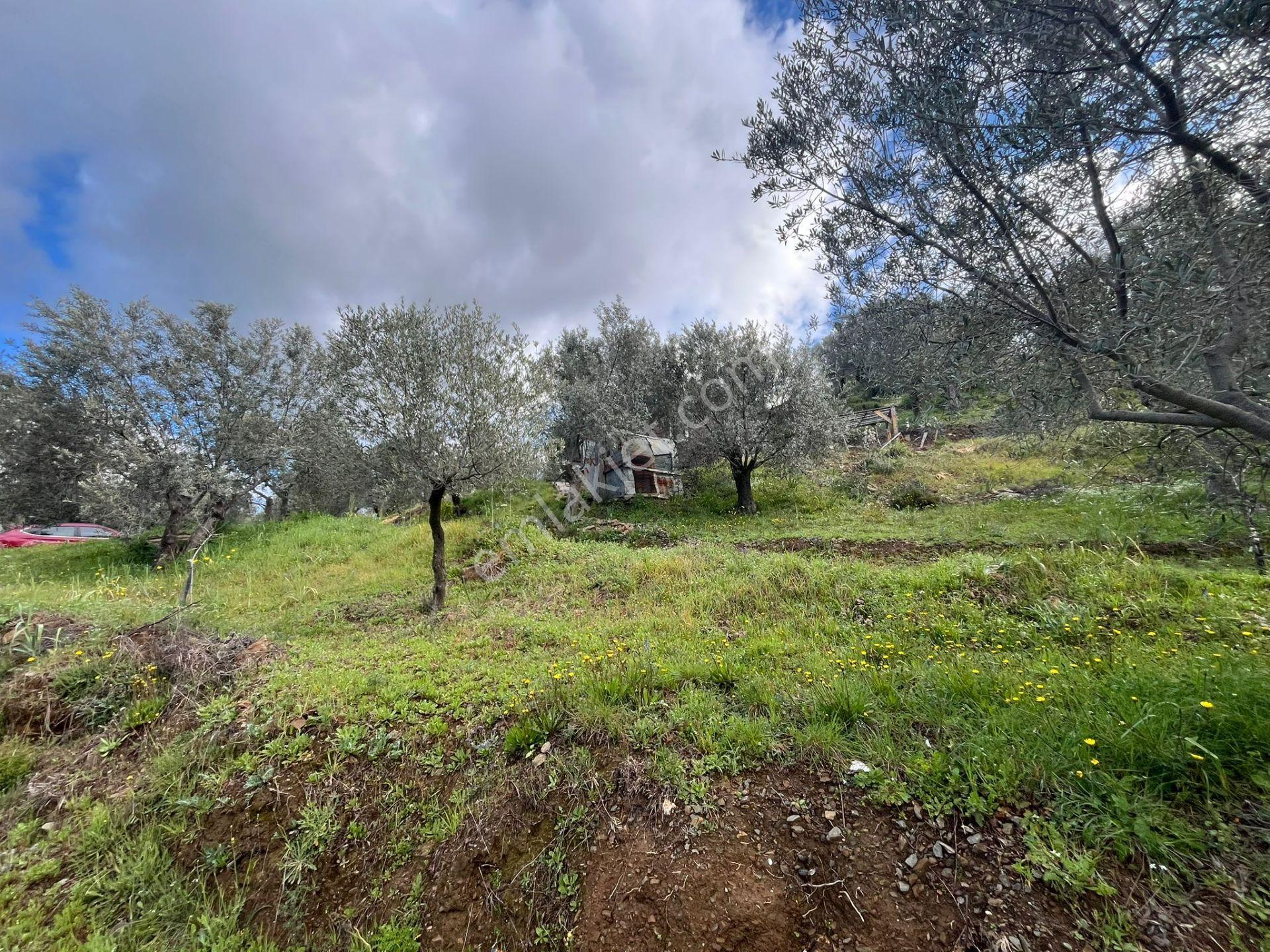 Seferihisar Gödence Satılık 7975 M2 Yatırımlık Bedava Tarla - Görsel 18