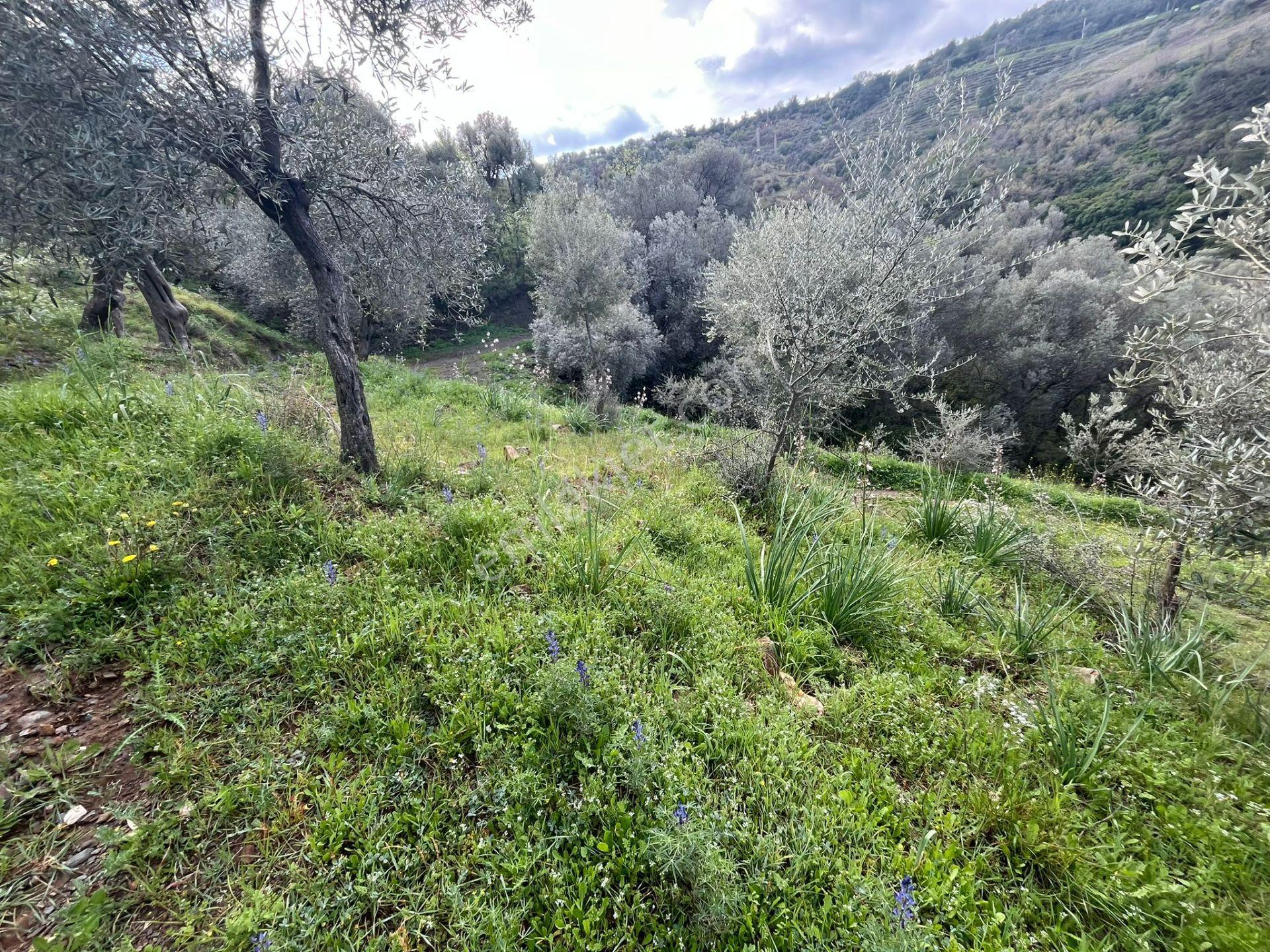 Seferihisar Gödence Satılık 7975 M2 Yatırımlık Bedava Tarla - Görsel 21