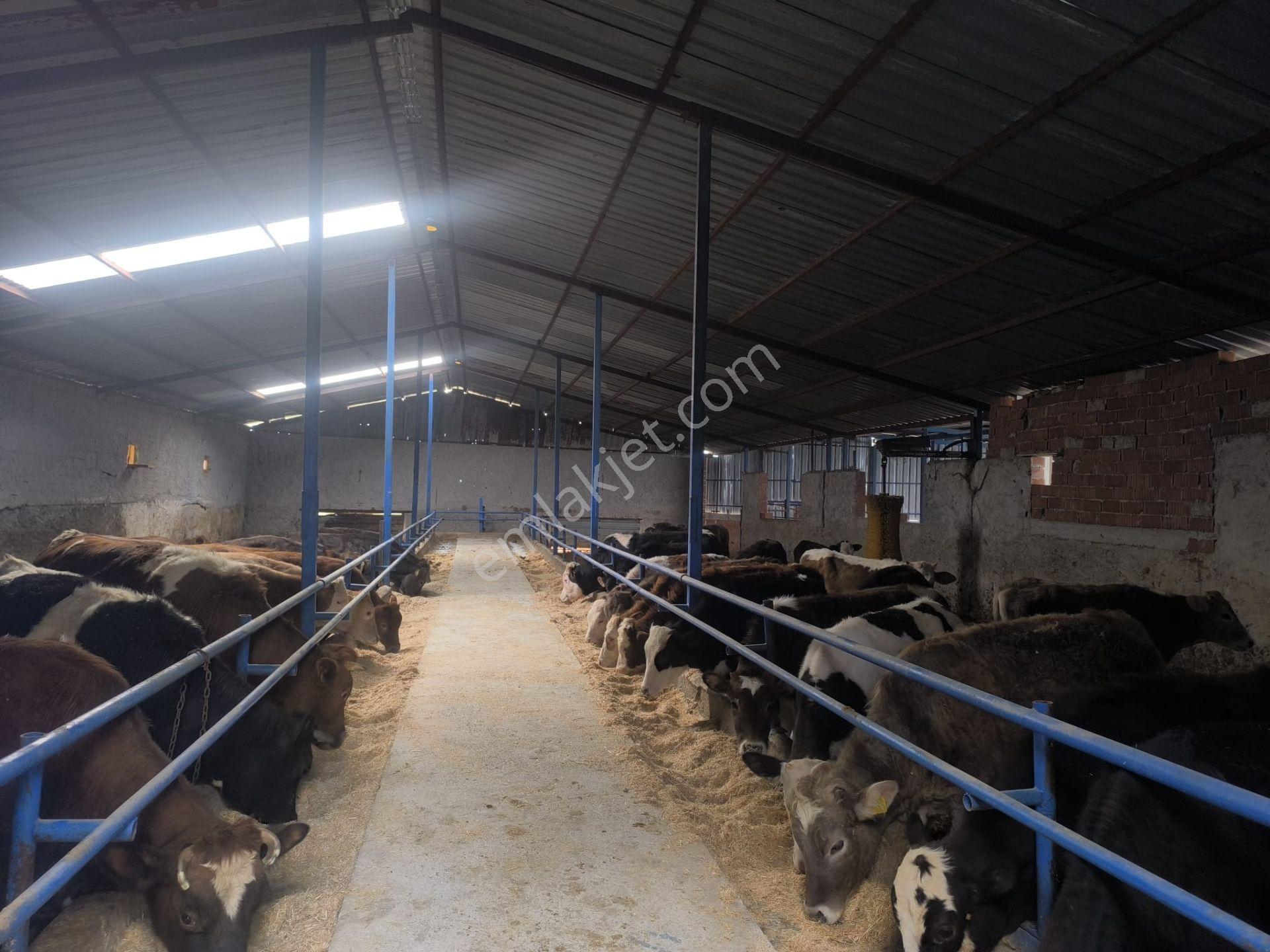 Arzupınar Koyunde Arsalı 2 Katlı Ev Samanlık Garaj 150 Baş Ahır - Görsel 7