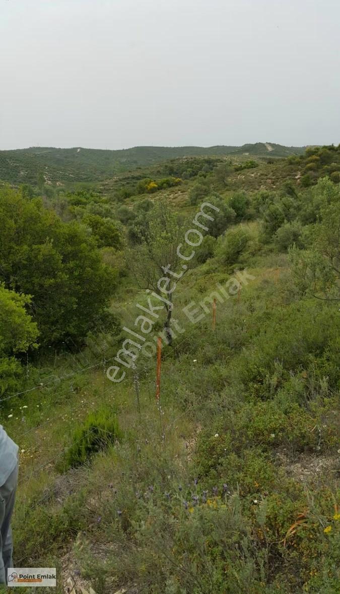 Çanakkale Karabiga Zeytinlikte Deniz Manzaralı Anayola 50m Arazi - Görsel 6