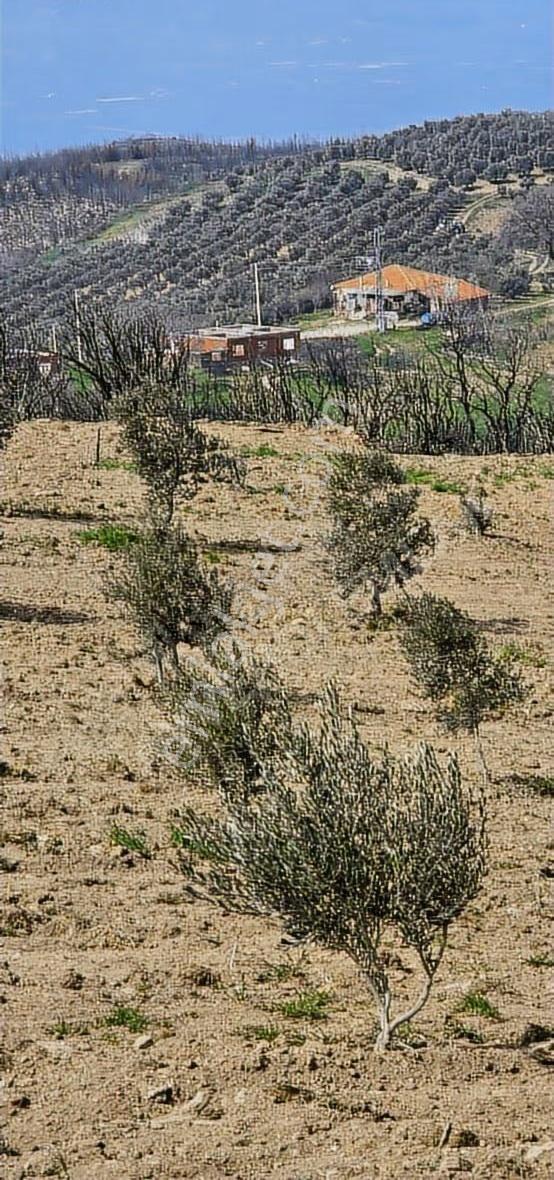 Yatırımlık Hesaplı Zeytinlik Yeni Gördes Yolu Yanı - Görsel 16