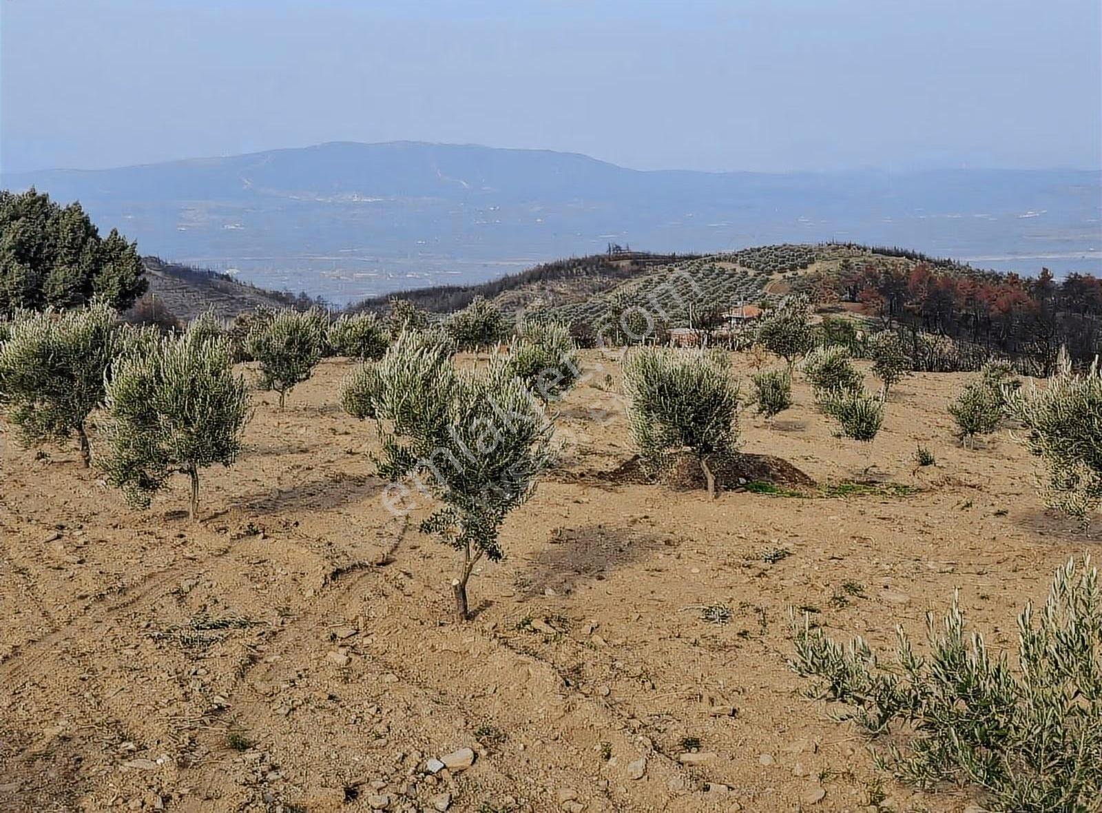 Yatırımlık Hesaplı Zeytinlik Yeni Gördes Yolu Yanı - Görsel 2