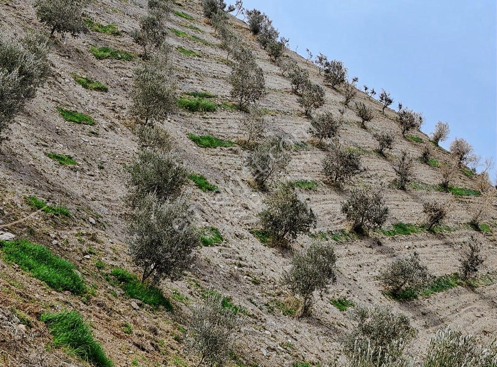 Yatırımlık Hesaplı Zeytinlik Yeni Gördes Yolu Yanı - Görsel 14
