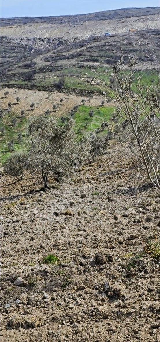 Yatırımlık Hesaplı Zeytinlik Yeni Gördes Yolu Yanı - Görsel 13