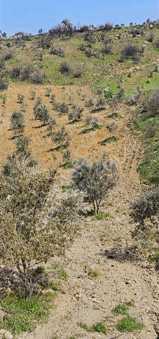 Yatırımlık Hesaplı Zeytinlik Yeni Gördes Yolu Yanı - Görsel 3