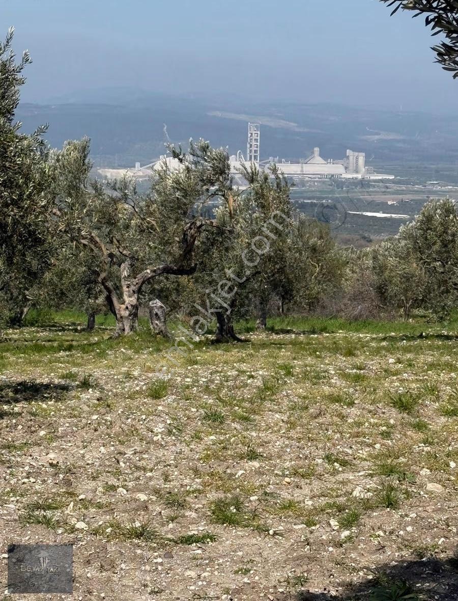 Beyazyaka'dan Soma Hacıyusuflar Mahallesinde Satılık Zeytinlik - Görsel 13