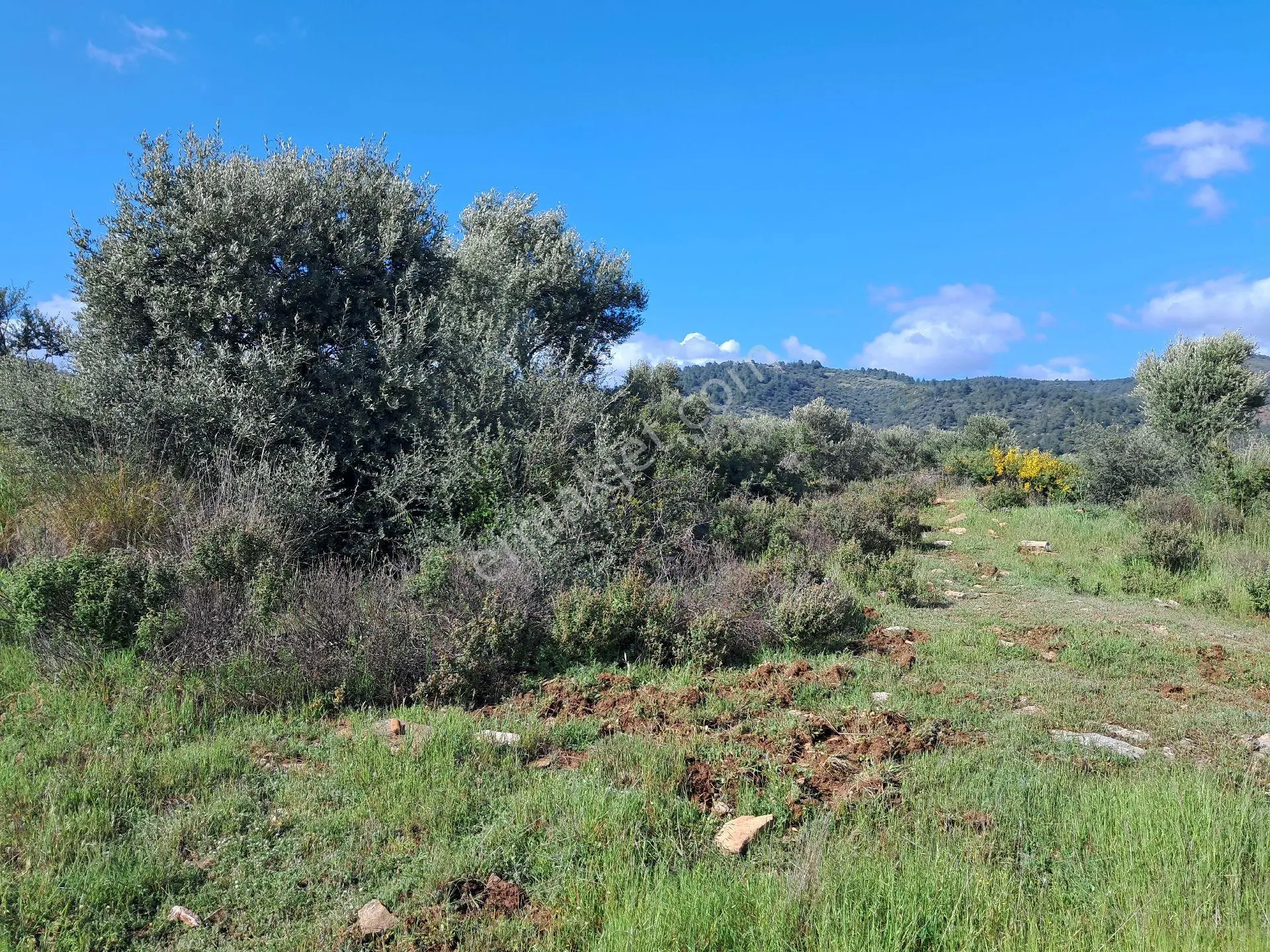 Bayındır Arıkbaşı'nda 9940 M2 Manzaralı Zeytinlik Satılıktır.