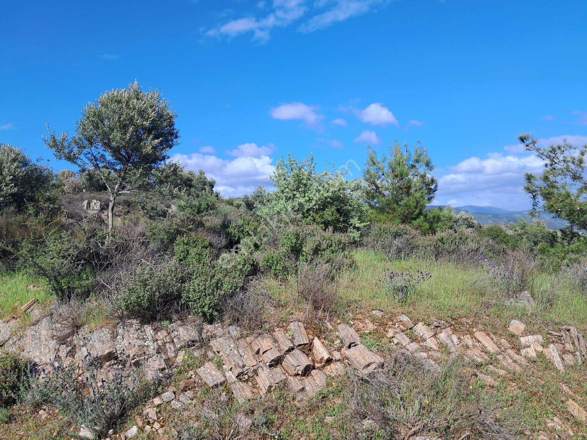 Bayındır Arıkbaşı'nda 9940 M2 Manzaralı Zeytinlik Satılıktır. - Görsel 15