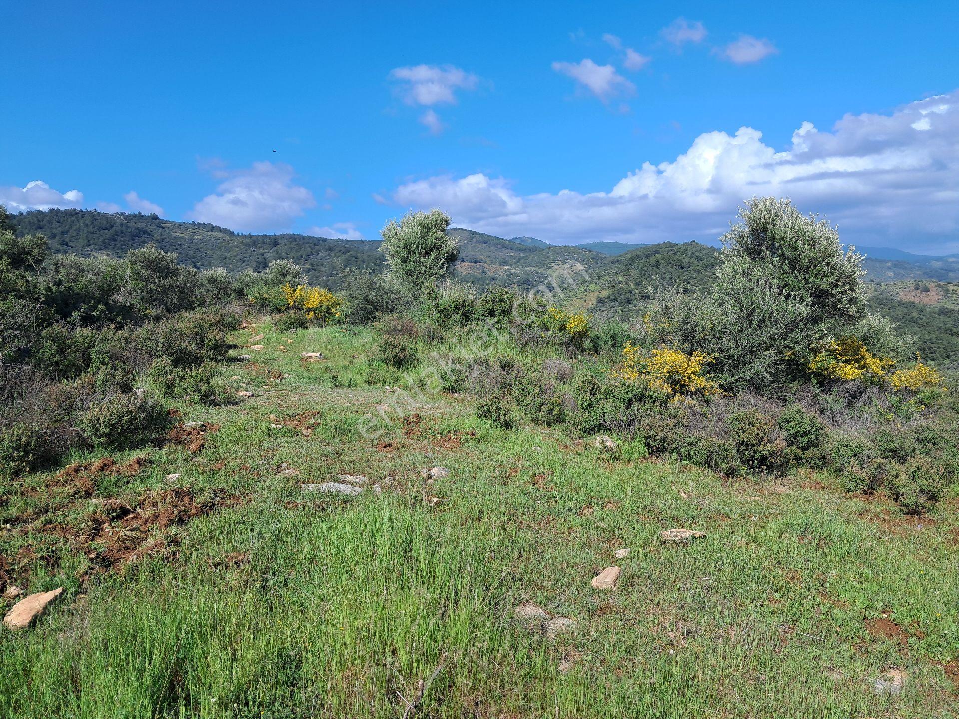 Bayındır Arıkbaşı'nda 9940 M2 Manzaralı Zeytinlik Satılıktır. - Görsel 2