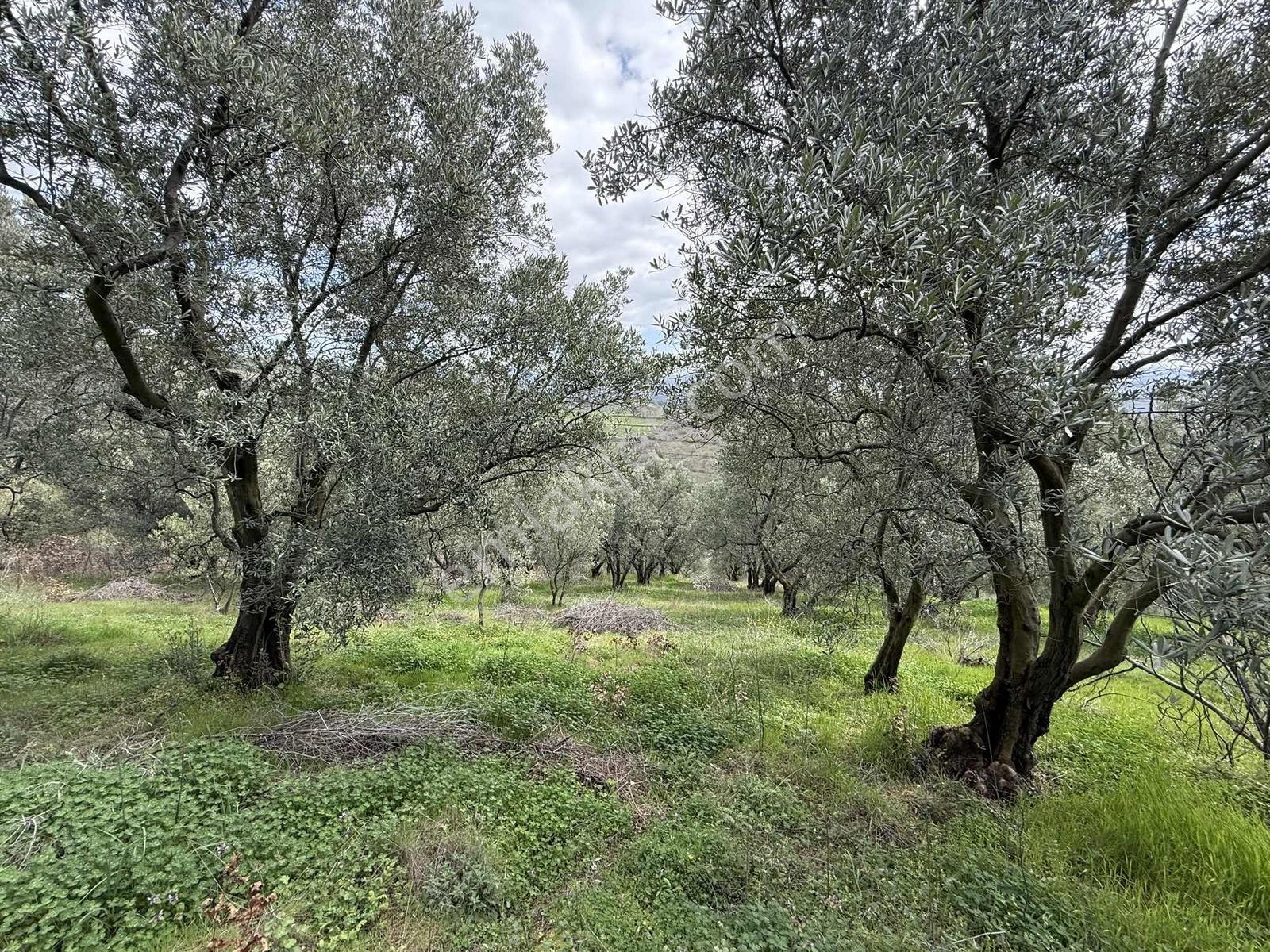 İznik Bölgesinin En Ucuz Zeytin Bahçesi. 4080 M2 !!! - Görsel 26