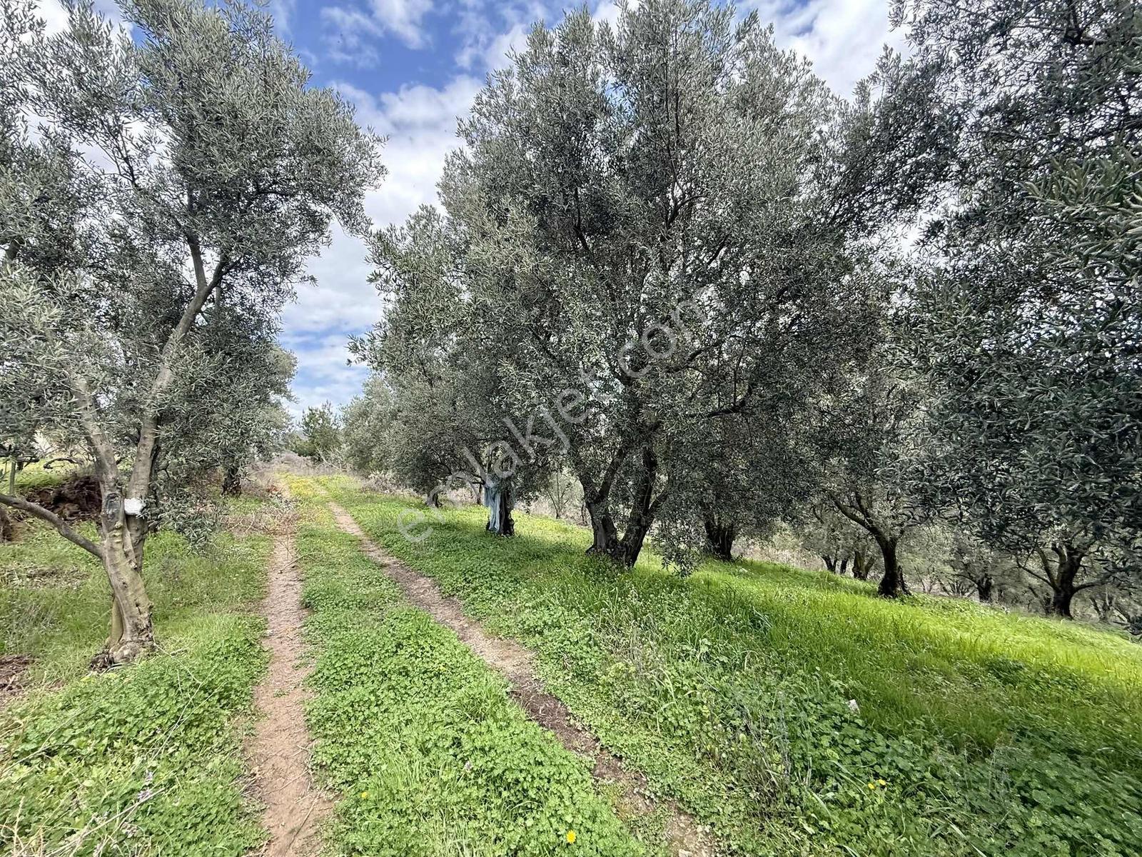 İznik Bölgesinin En Ucuz Zeytin Bahçesi. 4080 M2 !!! - Görsel 2