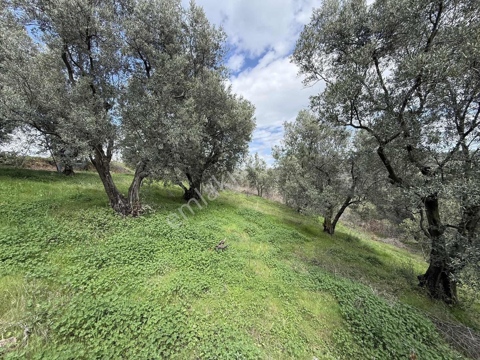 İznik Bölgesinin En Ucuz Zeytin Bahçesi. 4080 M2 !!! - Görsel 18