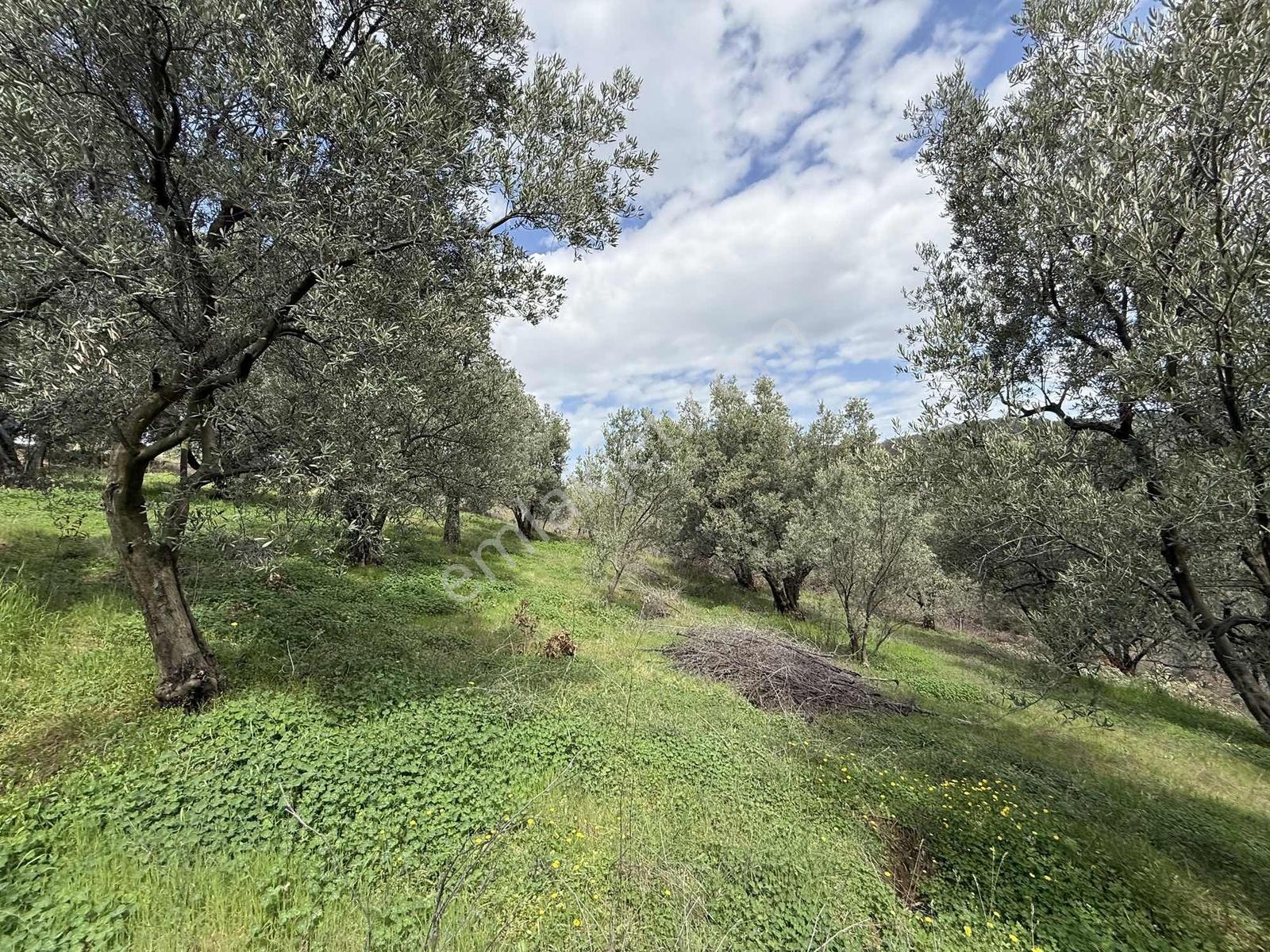 İznik Bölgesinin En Ucuz Zeytin Bahçesi. 4080 M2 !!! - Görsel 24