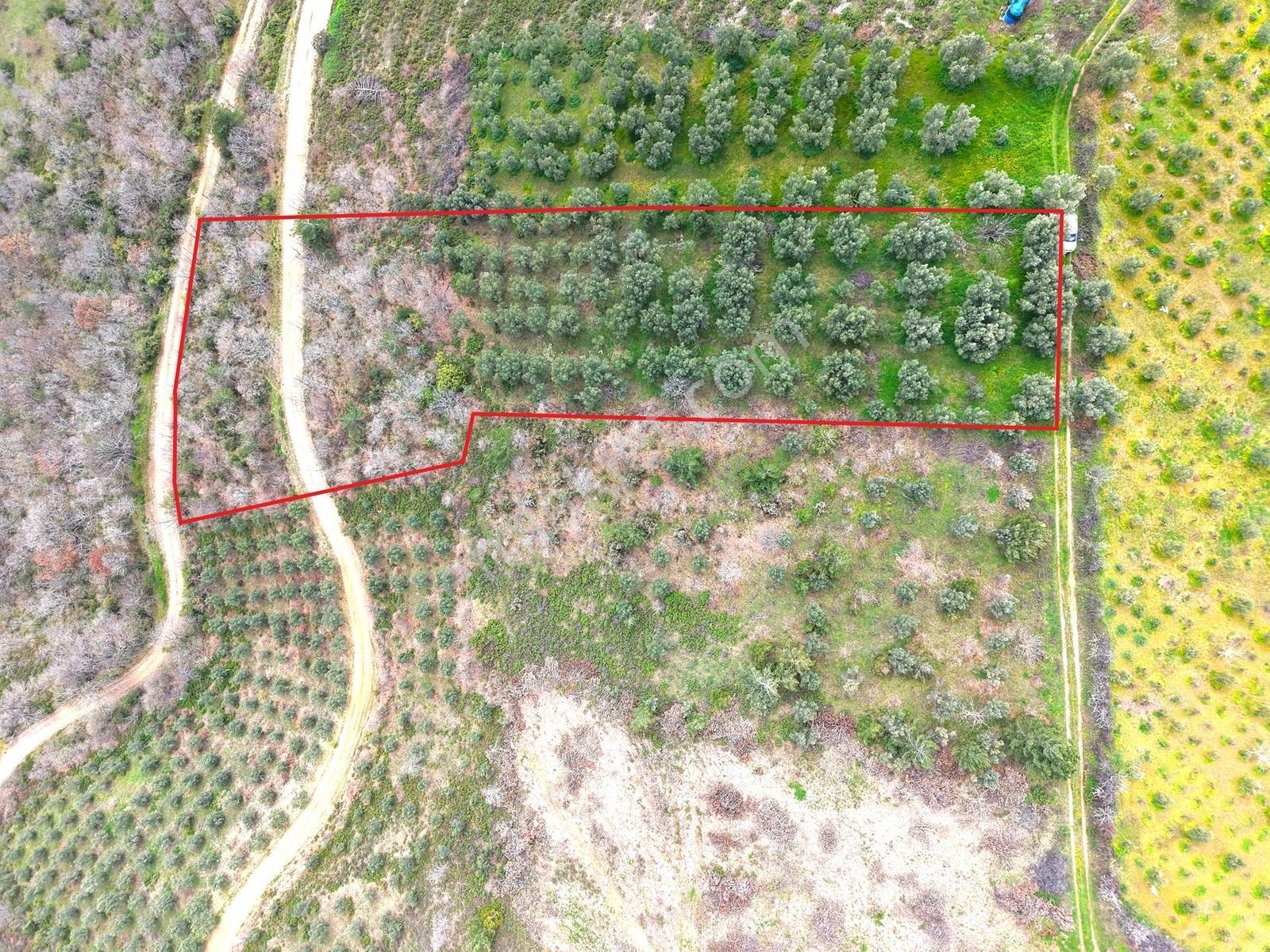 İznik Bölgesinin En Ucuz Zeytin Bahçesi. 4080 M2 !!! - Görsel 19