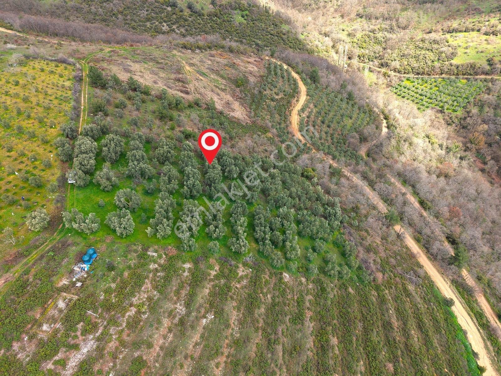 İznik Bölgesinin En Ucuz Zeytin Bahçesi. 4080 M2 !!! - Görsel 10