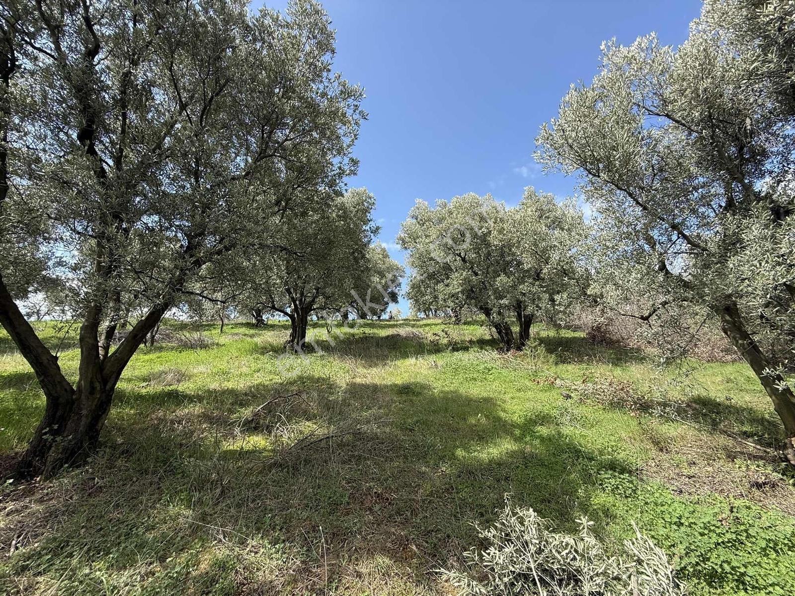 İznik Bölgesinin En Ucuz Zeytin Bahçesi. 4080 M2 !!! - Görsel 22