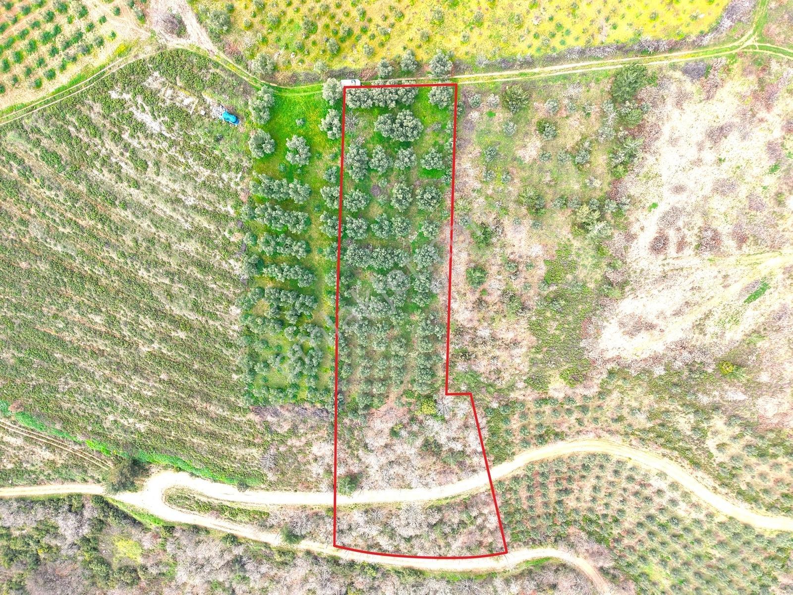 İznik Bölgesinin En Ucuz Zeytin Bahçesi. 4080 M2 !!! - Görsel 9