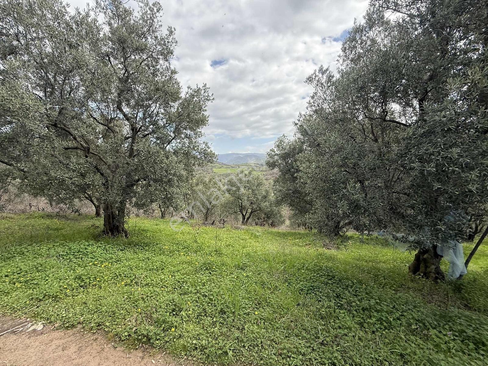 İznik Bölgesinin En Ucuz Zeytin Bahçesi. 4080 M2 !!! - Görsel 33