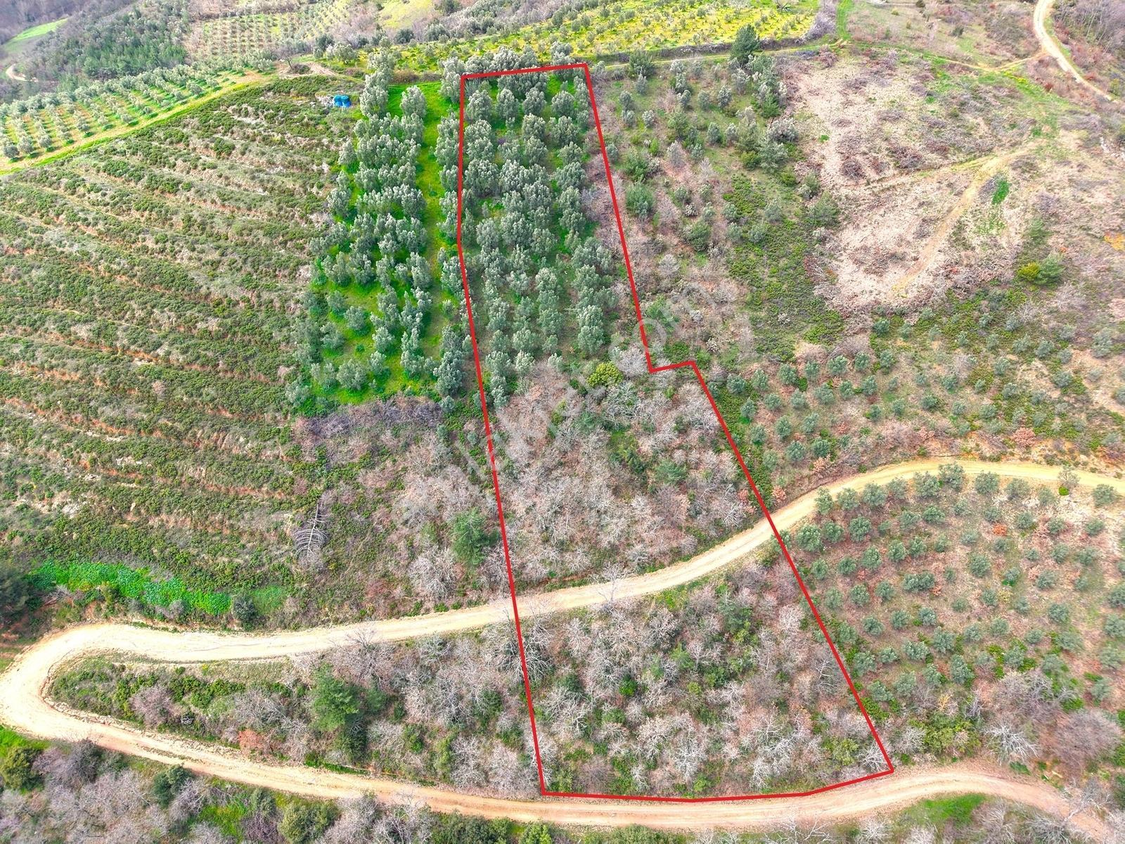 İznik Bölgesinin En Ucuz Zeytin Bahçesi. 4080 M2 !!! - Görsel 35