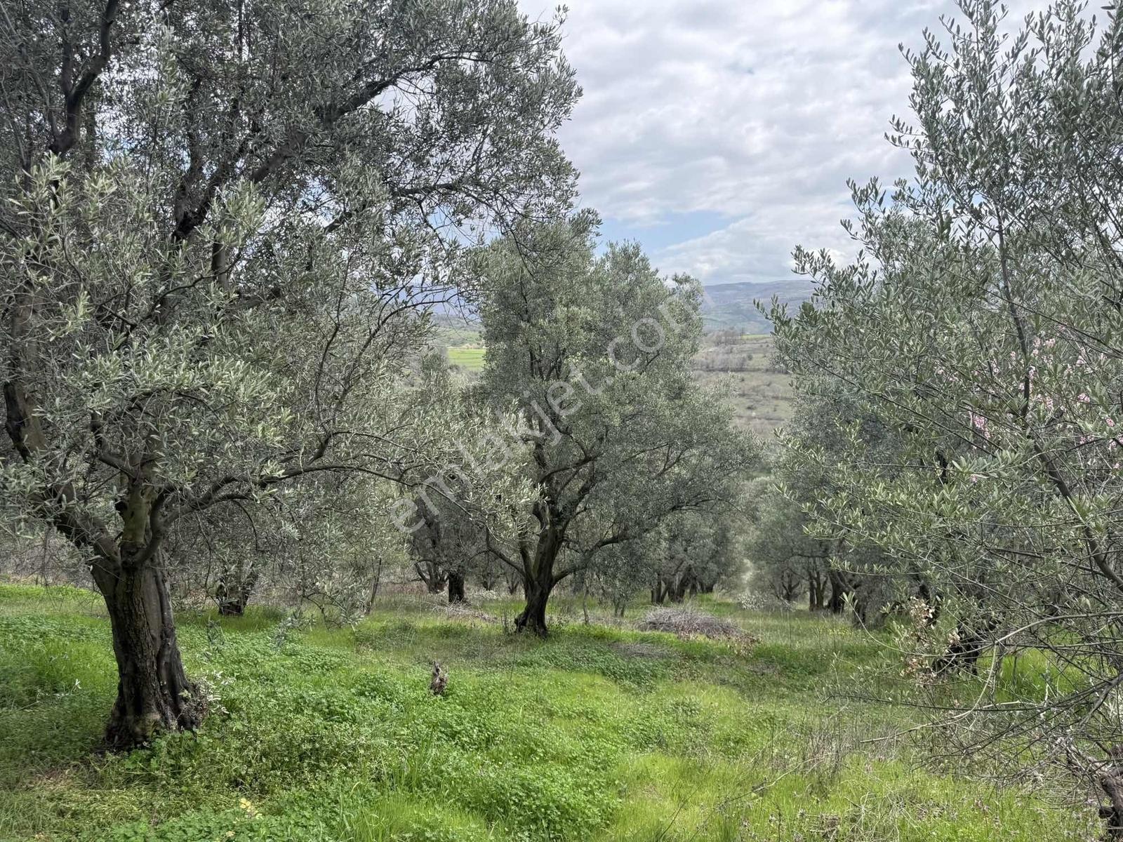 İznik Bölgesinin En Ucuz Zeytin Bahçesi. 4080 M2 !!! - Görsel 16