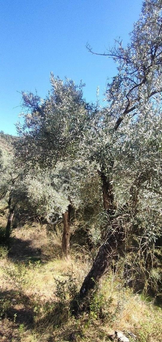 Milas Selimiye 14.500 M2 580 Adet Bakımlı Zeytin Ağaçlı Tarla.yola Ve Yerlesime200 Mt.