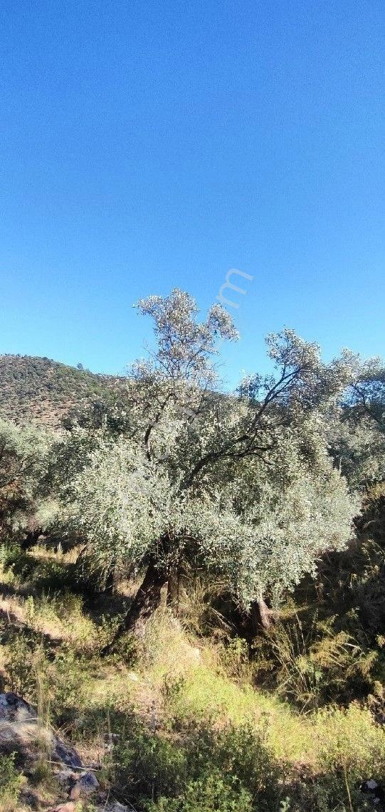 Milas Selimiye 14.500 M2 580 Adet Bakımlı Zeytin Ağaçlı Tarla.yola Ve Yerlesime200 Mt. - Görsel 3