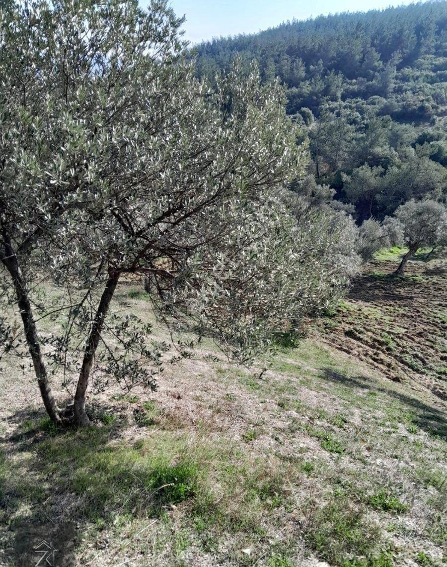 Kemalpaşa Vişnelide Yatırımlık Satılık Zeytinlik - Görsel 3