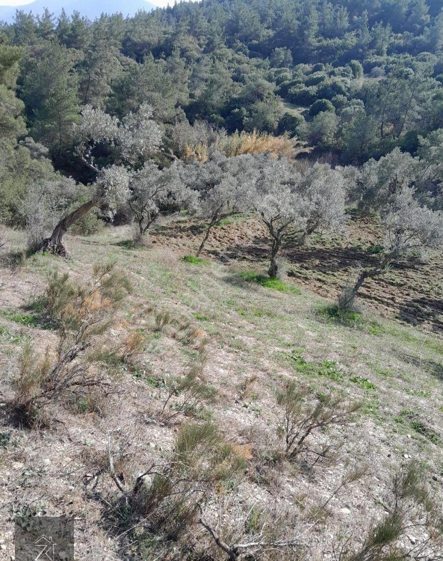 Kemalpaşa Vişnelide Yatırımlık Satılık Zeytinlik - Görsel 13