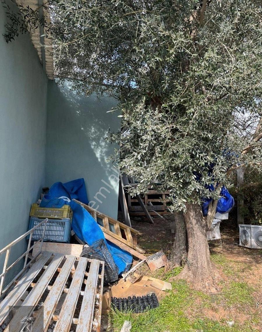 Kemalpaşa Cumalıda İçinde Ev Olan 340 M2 Satılık Tarla - Görsel 6