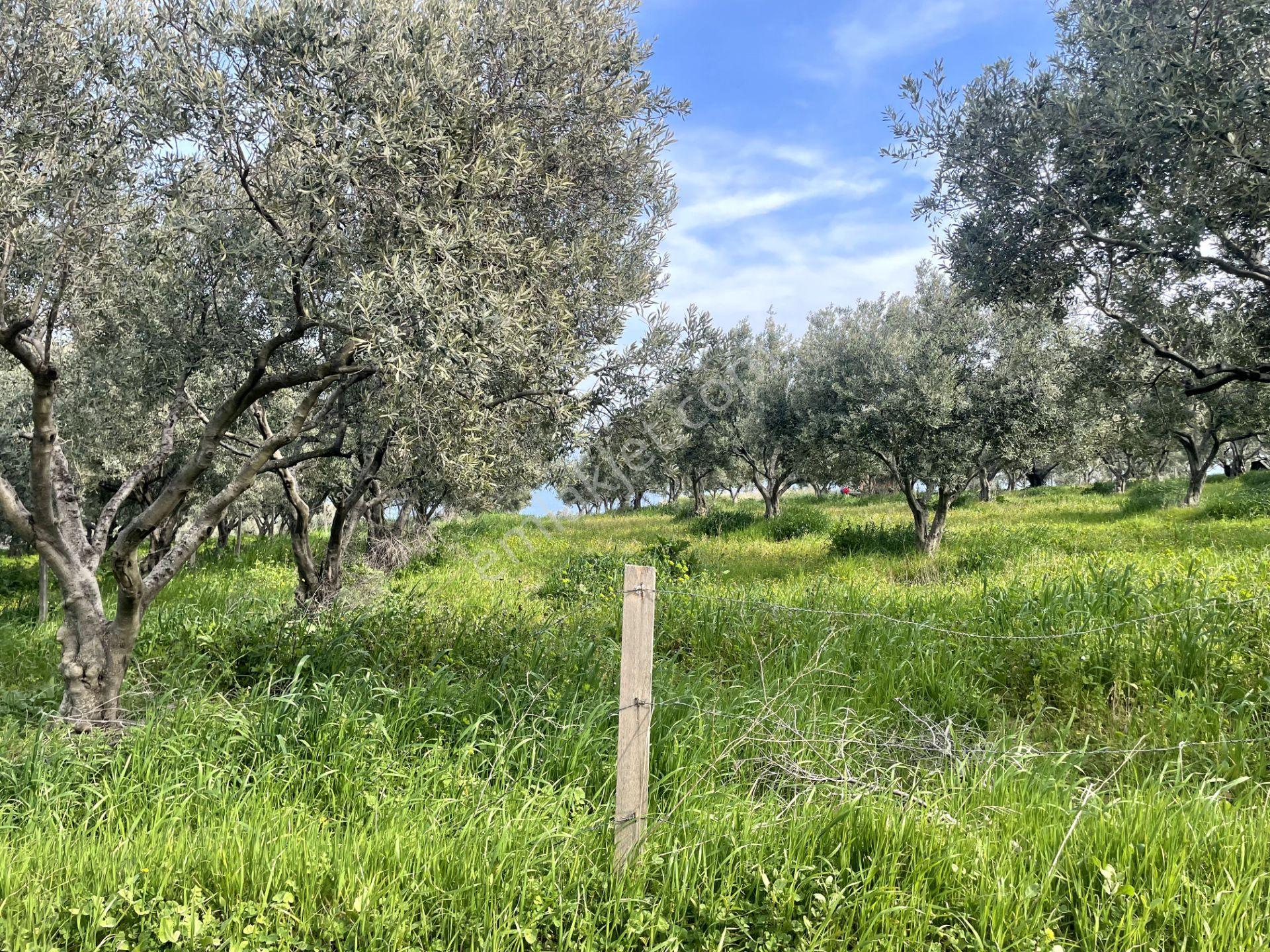 Re/max Land'den Deniz Manzaralı Zeytinlik - Görsel 10