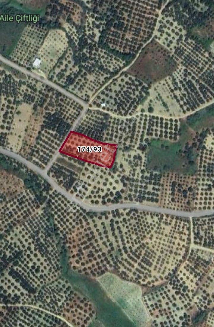 Re/max Land'den Deniz Manzaralı Zeytinlik - Görsel 3