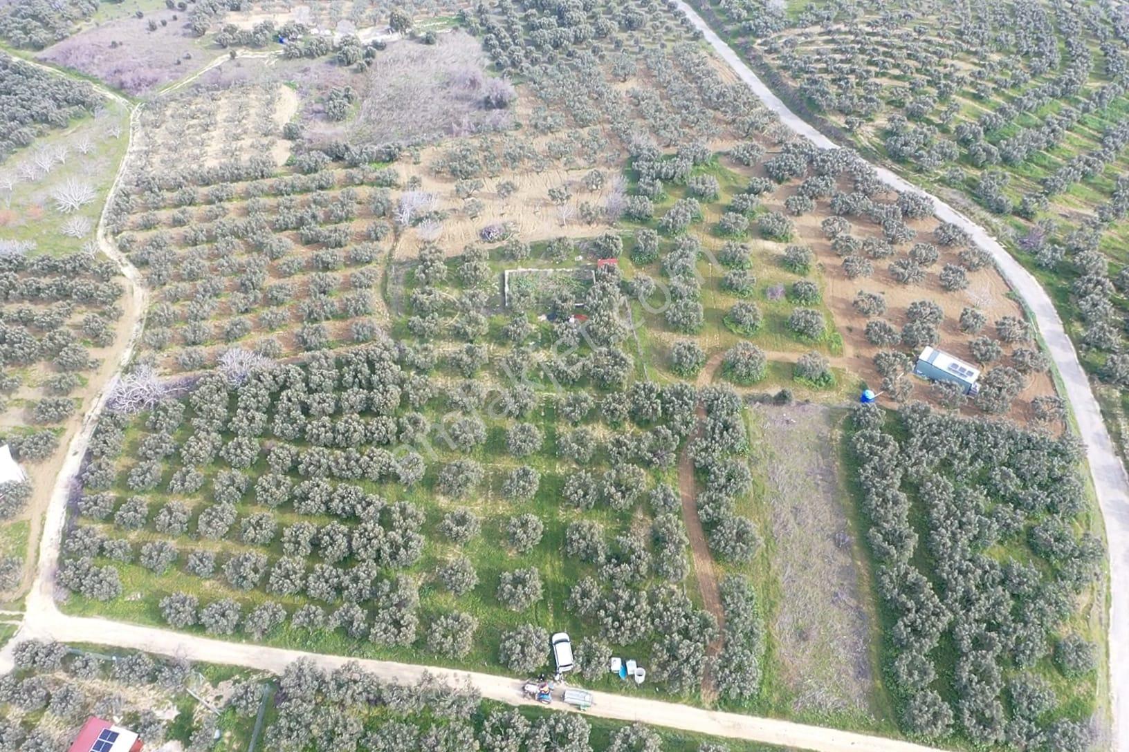 Re/max Land'den Deniz Manzaralı Zeytinlik - Görsel 6