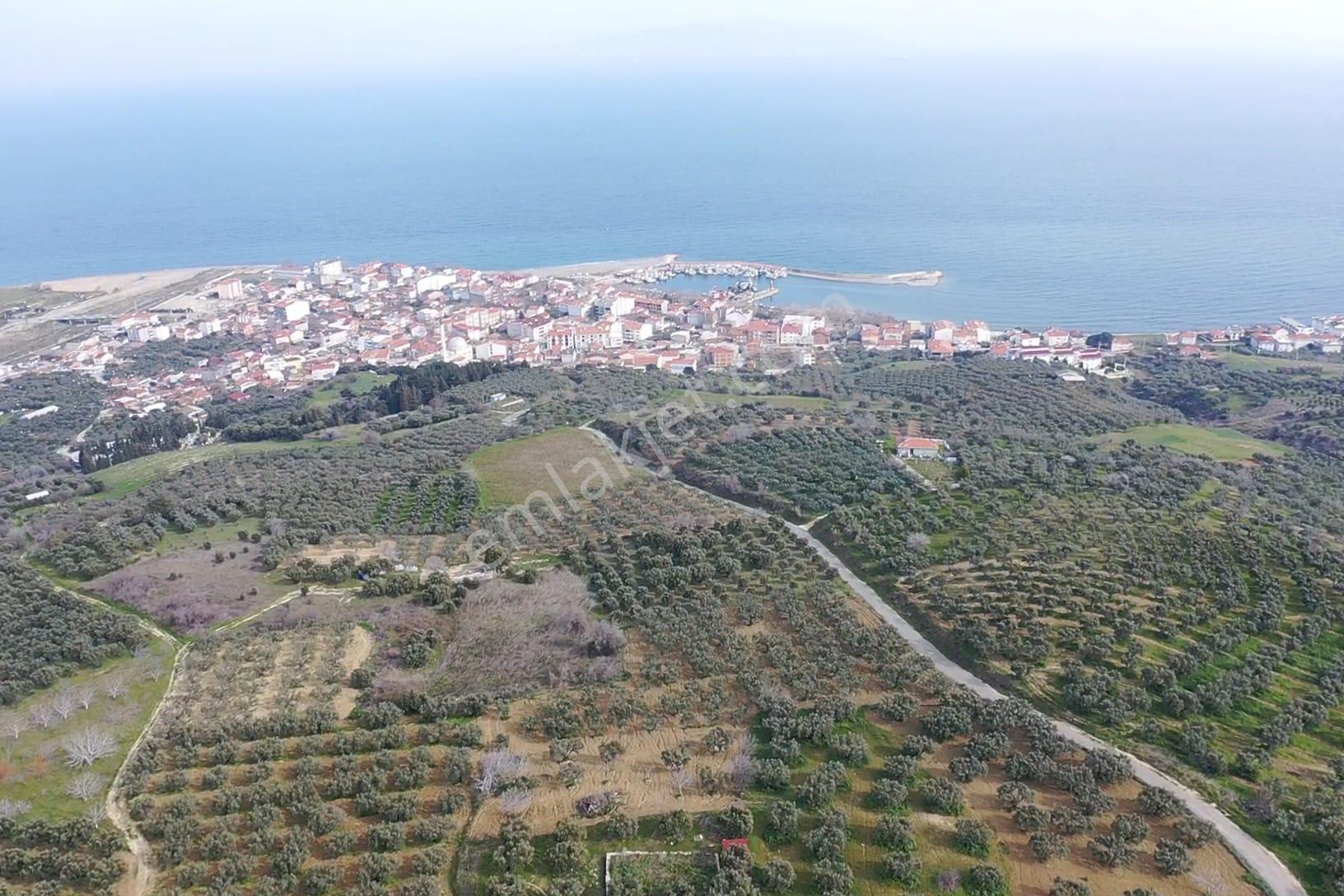 Re/max Land'den Deniz Manzaralı Zeytinlik - Görsel 7