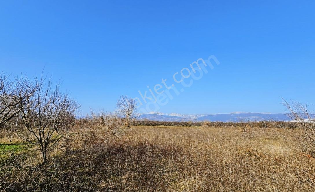 Sakarya Geyve Eşmede Satılık Merkezşi Konumlu Elma Bahçesi - Görsel 7
